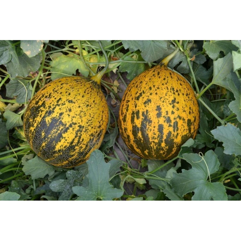 Price: €2.15 - Semillas de Turquía Melón DALAMAN - 
