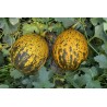 Price: €2.15 - Dalaman Turkey Melon Fresh Seeds - 