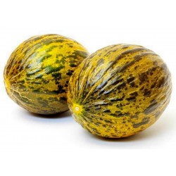 DALAMAN Melon Fröer