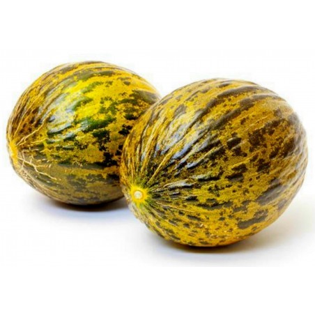 Price: €2.15 - Graines de Turquie Melon DALAMAN - 