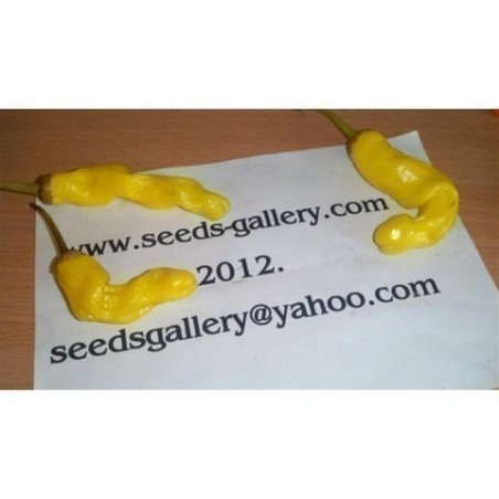 Price: €40 - Pimenta Penis 100 Sementes Pepper Peter Diferente E Exótica -