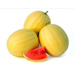 Gelbe Haut Wassermelone Samen