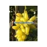 Semillas De Uvas Dedo