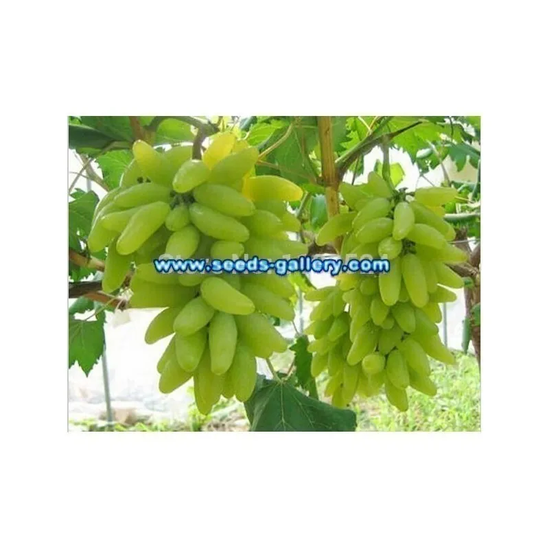 Semillas De Uvas Dedo