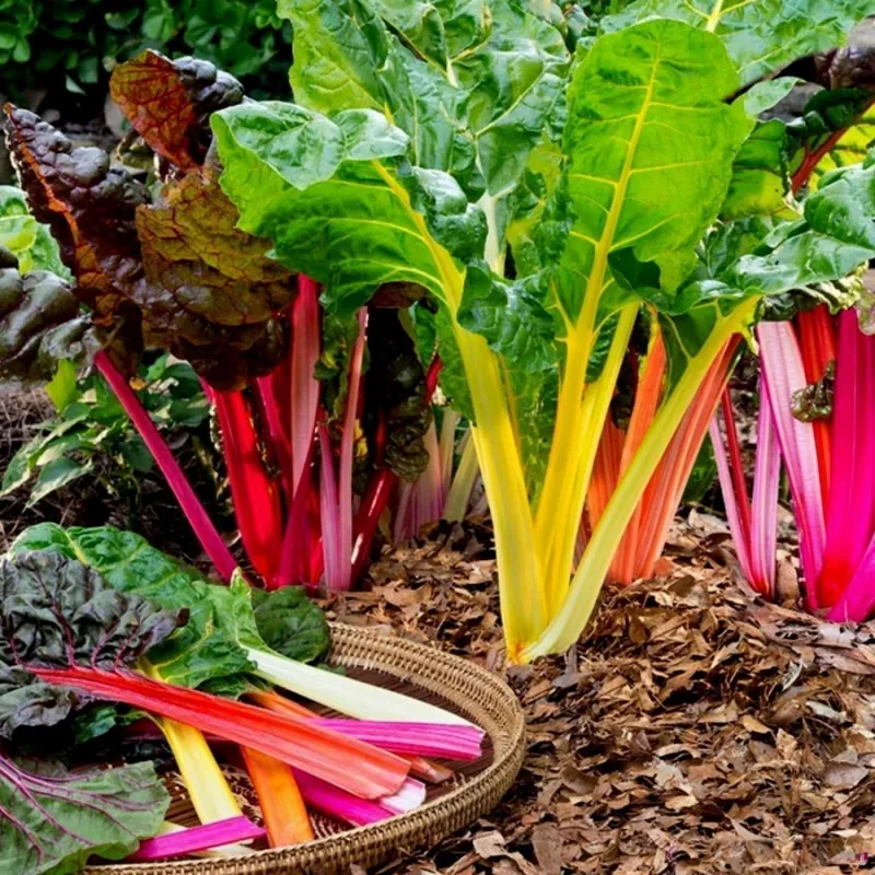 Swiss Chard Rainbow Seeds