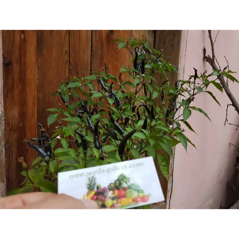 Semillas de Chile Cayenne purple