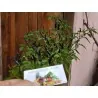 Sementes Pimenta Cayenne roxo púrpura