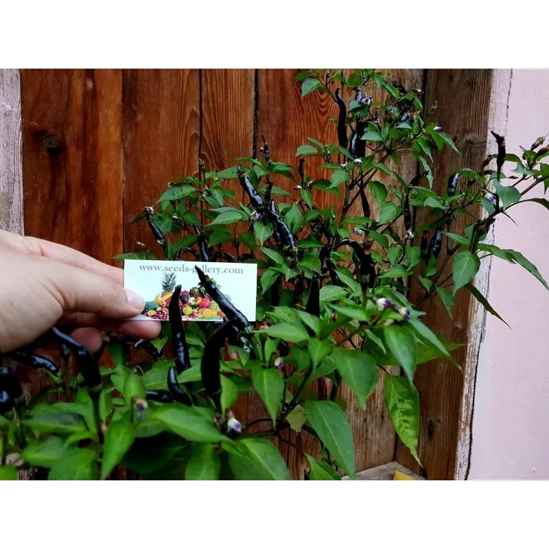 Semillas de Chile Cayenne purple