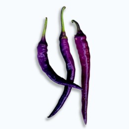 Hot Chilli Pepper PURPLE CAYENNE Seeds - 1.755