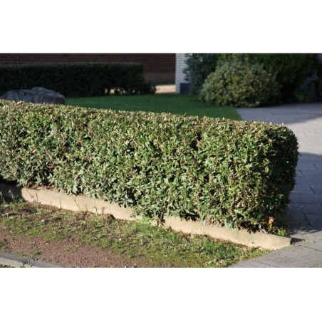 Julianes Berberitze Samen (Berberis julianae)