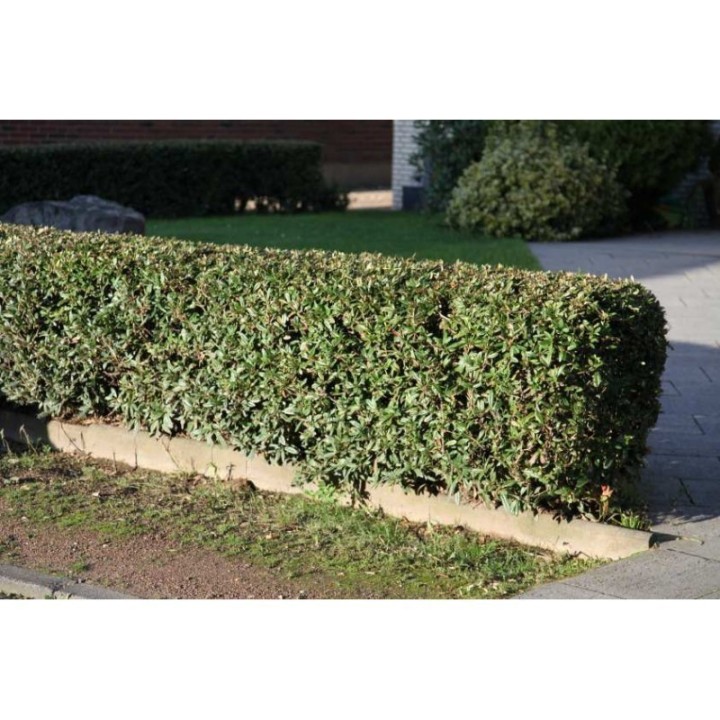 Wintergreen barberry Seeds (Berberis julianae) - 1.35