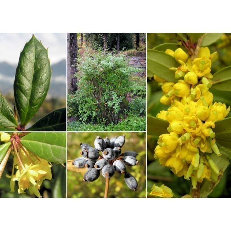 Sementes de Berberis julianae (Berberis julianae)