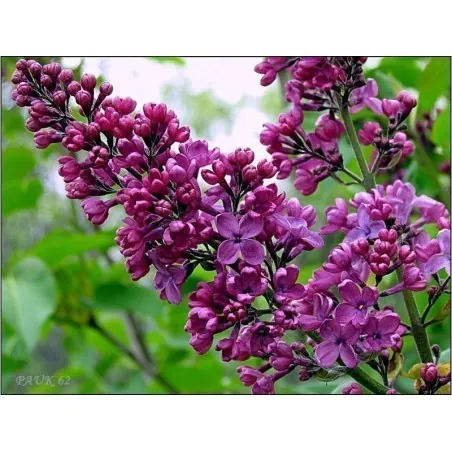 Graines de LILAS COMMUN ou LILAS FRANÇAIS