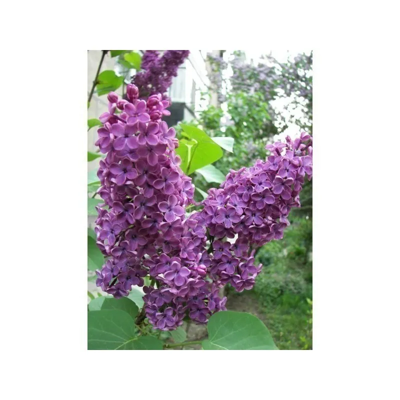Graines de LILAS COMMUN ou LILAS FRANÇAIS