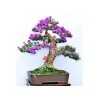 Graines de LILAS COMMUN ou LILAS FRANÇAIS