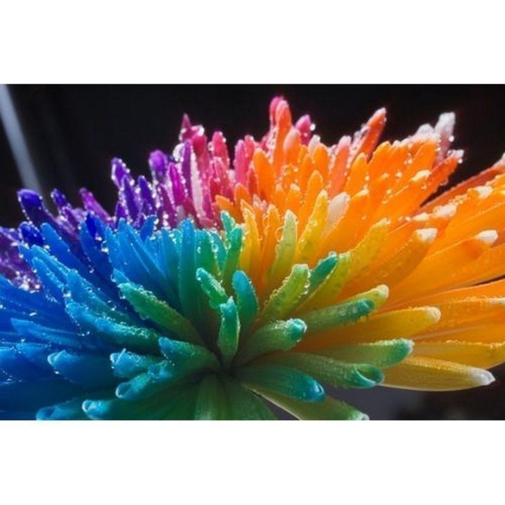Rainbow Chrisanthemum Seeds - 2.25