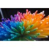 Price: €2.5 - Rainbow Chrisanthemum Seeds - 