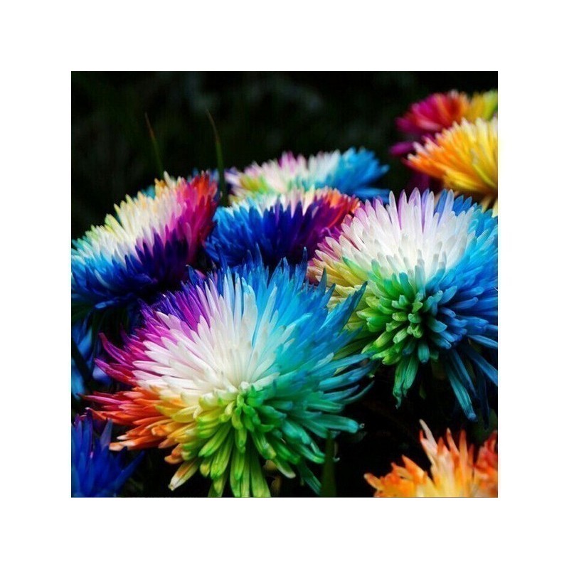 Price: €2.5 - Rainbow Chrisanthemum Seeds - 