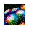 Price: €2.5 - Rainbow Chrisanthemum Seeds - 