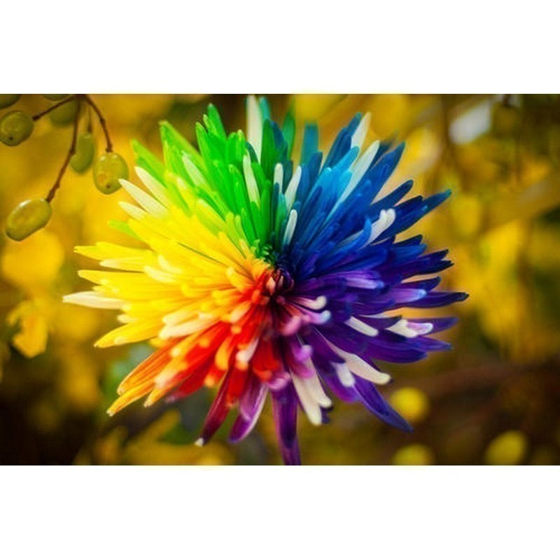 Price: €2.5 - Rainbow Chrisanthemum Seeds - 