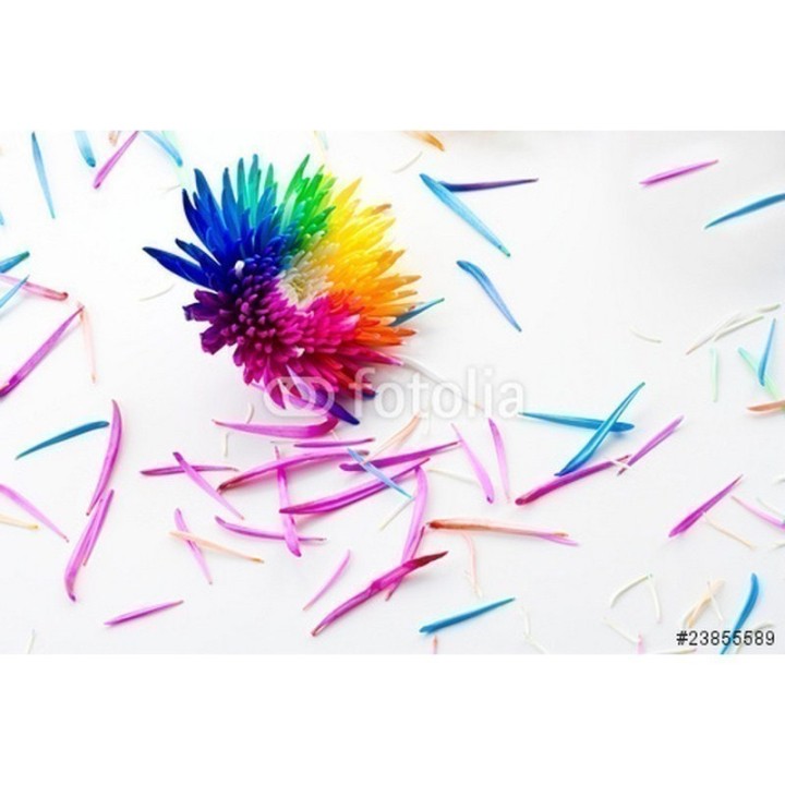Rainbow Chrisanthemum Seeds - 2.25