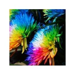 Rainbow Chrisanthemum Seeds - 2.25