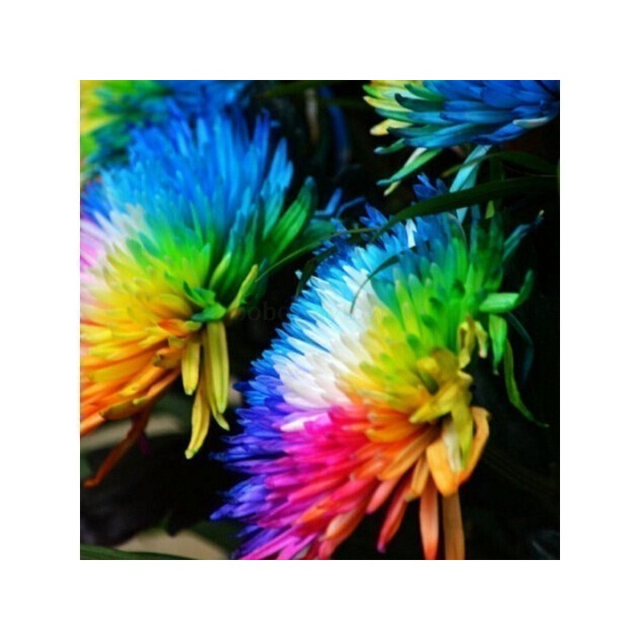 Rainbow Chrisanthemum Seeds - 2.25