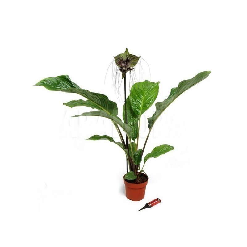 Fledermausblume Samen (Tacca chantrieri)