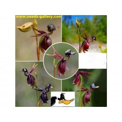 Price: €3.5 - Blomfrön FLYGANDE ANKA (Caleana major) - 