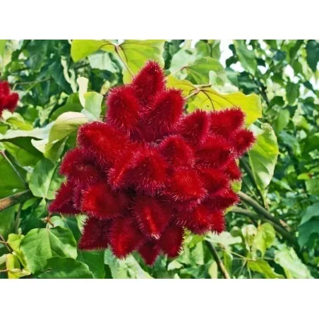 Annatto, Lipstick Tree Seeds (Bixa orellana)