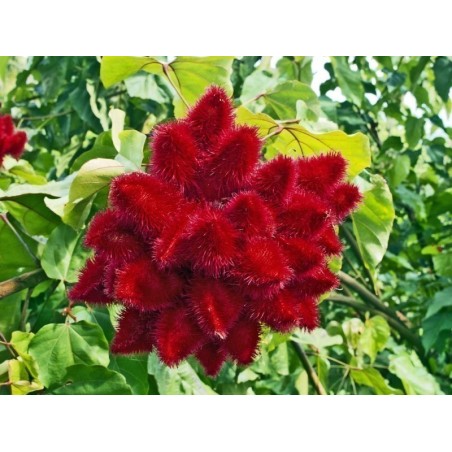 Annattoträd eller Achiote Frö (Bixa orellana)