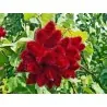 Annattoträd eller Achiote Frö (Bixa orellana)