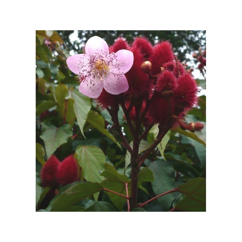 Graines de ROUCOU (Bixa orellana L.)
