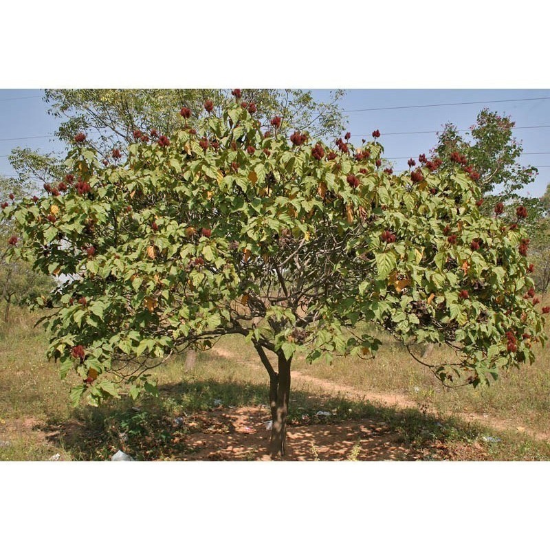 Semi di Annatto - Achiote (Bixa orellana)