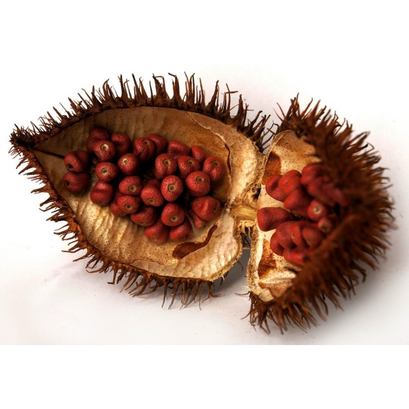 Annattoträd eller Achiote Frö (Bixa orellana)