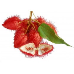 Price: €1.85 - Annattoträd eller Achiote Frö (Bixa orellana) - 