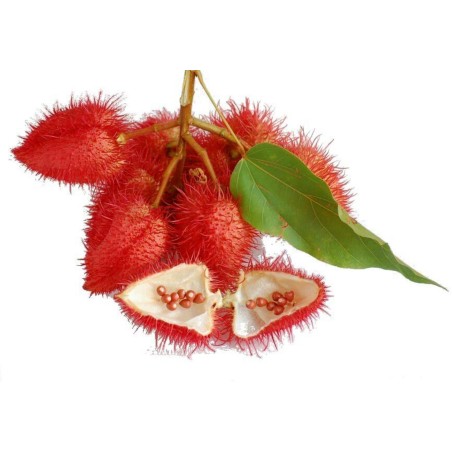 Semi di Annatto - Achiote (Bixa orellana)