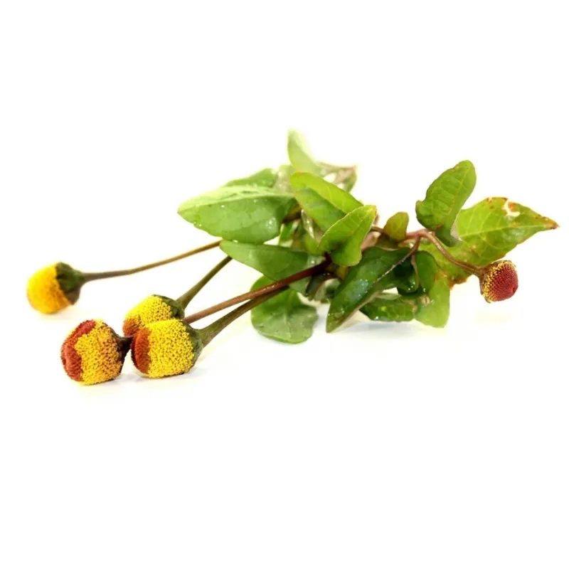 Parakrasse frön (Acmella oleracea)