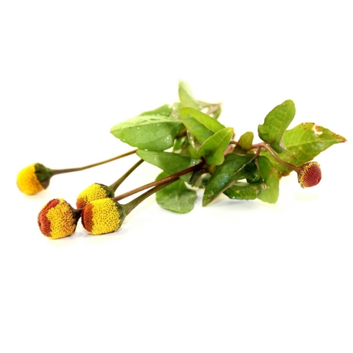 Nasiona Znieczulecznik warzywny (Acmella oleracea) - 1.755