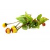 Price: €1.95 - Toothache Plant - Paracress Seeds (Acmella oleracea) - 
