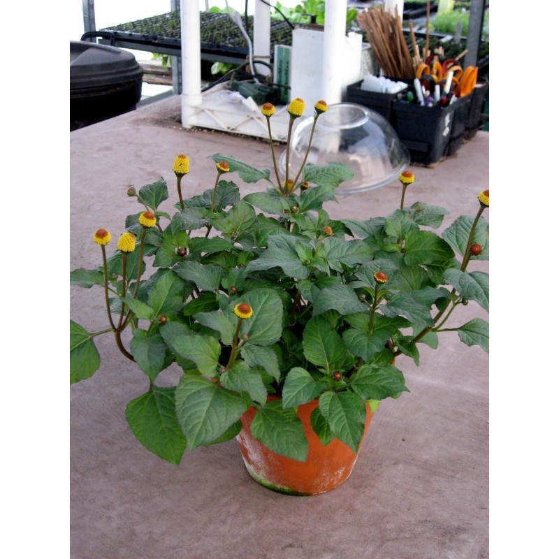 Price: €1.95 - Toothache Plant - Paracress Seeds (Acmella oleracea) - 
