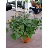 Graines de Brèdes Mafane (Acmella oleracea)