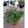 Price: €1.95 - Toothache Plant - Paracress Seeds (Acmella oleracea) - 