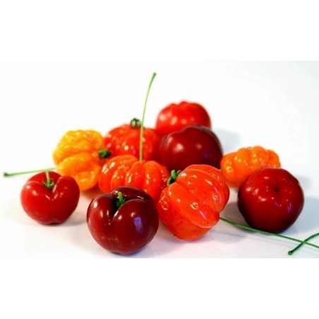 Semillas de Acerola, Wild Crapemyrtle (Malpighia glabra) | 9,00 €