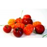 Semillas de Acerola, Wild Crapemyrtle (Malpighia glabra) | 9,00 €