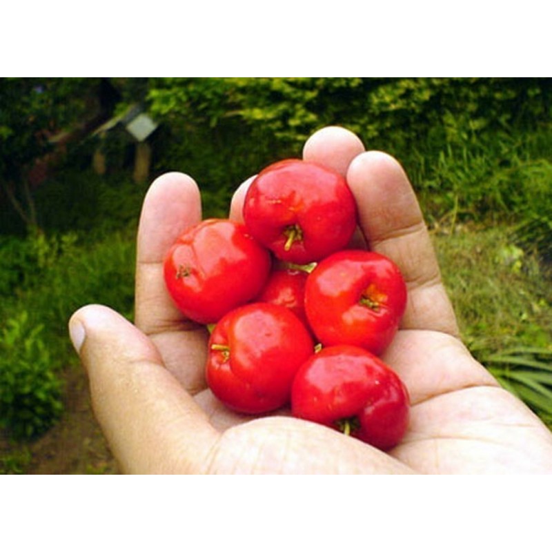 Semillas de Acerola, Wild Crapemyrtle (Malpighia glabra) | 9,00 €