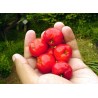 Semillas de Acerola, Wild Crapemyrtle (Malpighia glabra) | 9,00 €