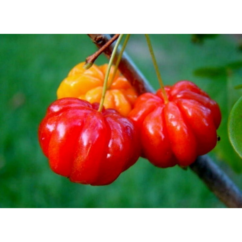 Semillas de Acerola, Wild Crapemyrtle (Malpighia glabra) | 9,00 €