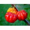 Semillas de Acerola, Wild Crapemyrtle (Malpighia glabra) | 9,00 €
