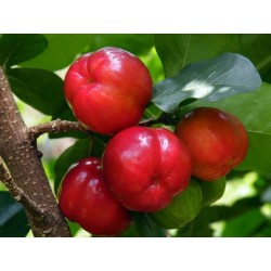 Visnja Barbadosa Seme - Barbados Cherry (Malpighia glabra)